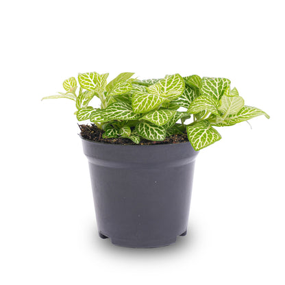 Bright yellow-leaved Fittonia Joly Lemon terrarium plant by Florazo NL in a small decorative pot.