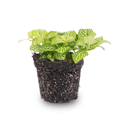 Bright Fittonia Joly Lemon terrarium plant by Florazo NL with vibrant yellow-green foliage, ideal for indoor terrarium decor.