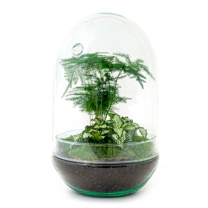 Florazo NL DIY Terrarium Kit with glass container, plants, and decorative elements for creating a custom miniature garden.