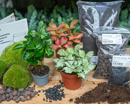 Plant terrarium package - Coffea Arabica - 3 terrarium plants - Refill & Starter package - DIY Terrarium kit