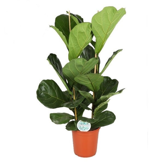 Ficus Lyrata | 110 cm | Ø 24