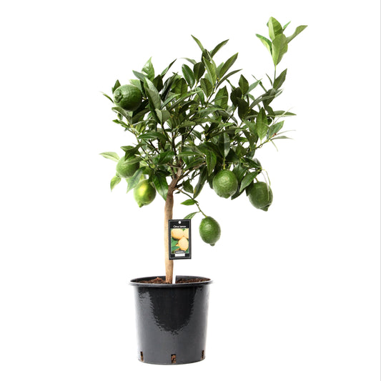 Citrus Green Lime | 80 cm | Ø 22