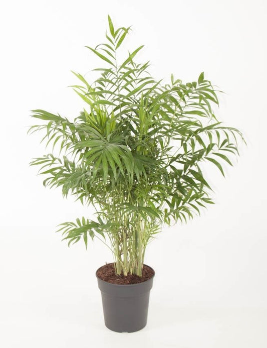 Chamaedora Elegans