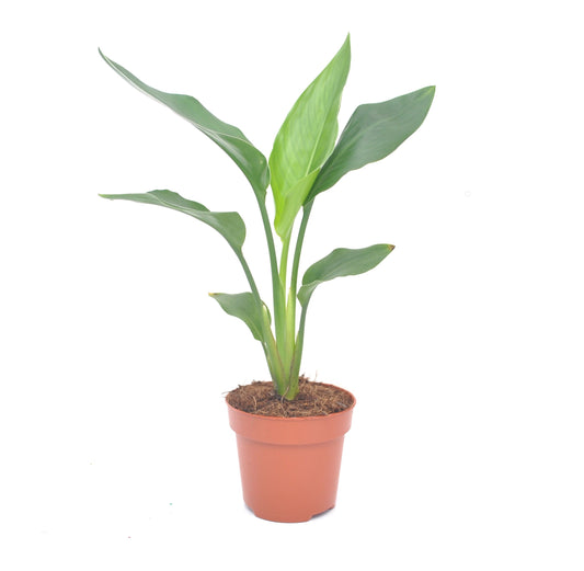 Strelitzia reginae | 40 cm | Ø 12 |