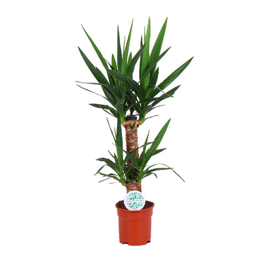 Yucca