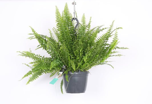 Decorum Nephrolepis exaltata 'Green Lady'