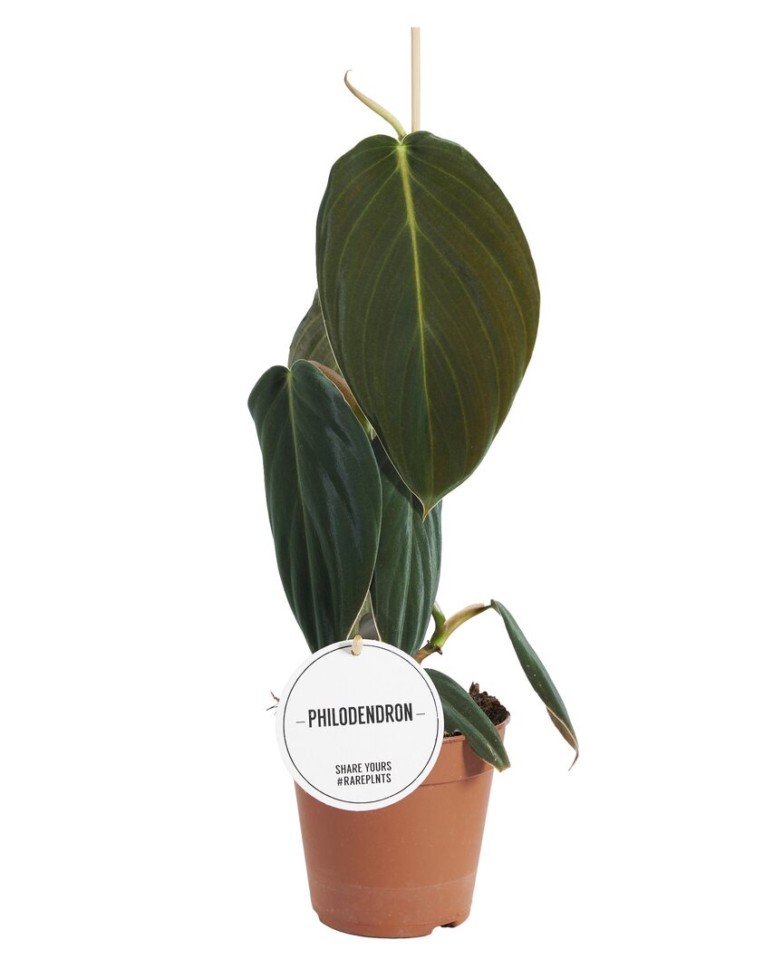 MM-MOS01 - 0