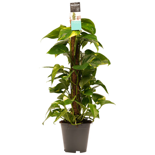 Decorum Scindapsus Mosstok 80 cm