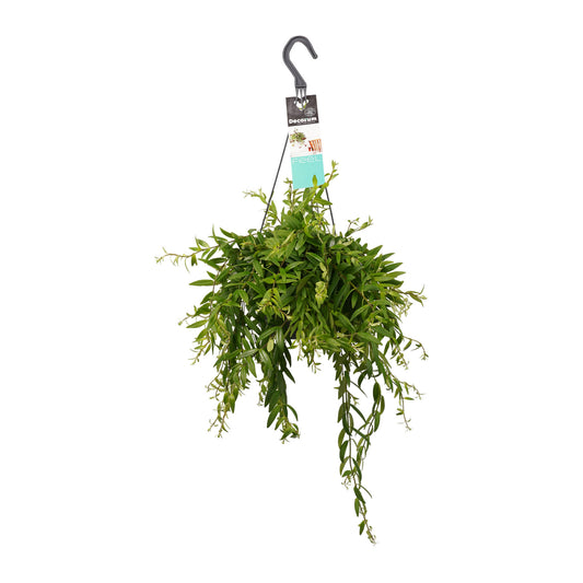 Aeschynanthus japhrolepis | 50 cm | Ø 17