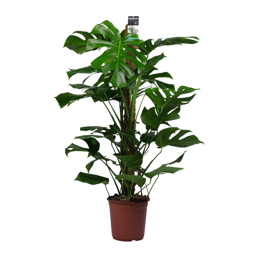 Monstera Pertusum