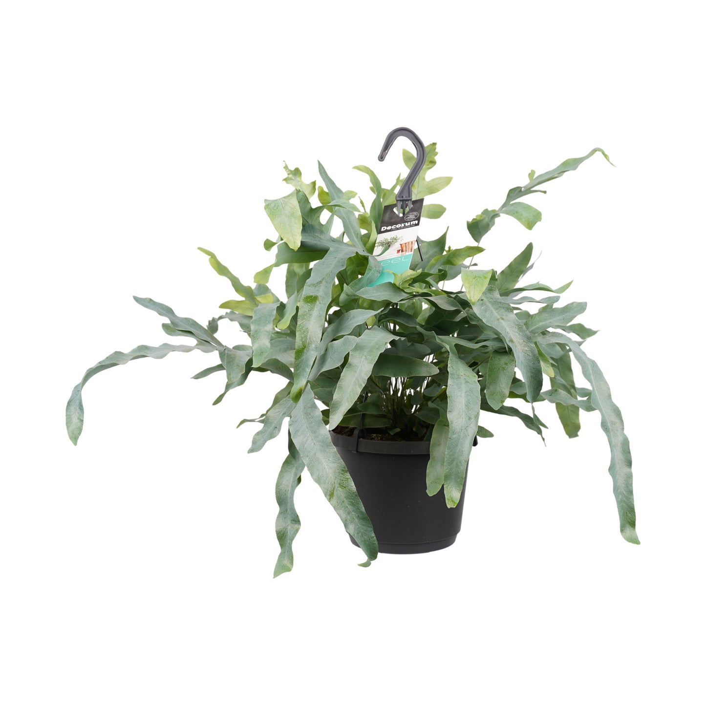 Phlebodium aureum 'Blue Star'