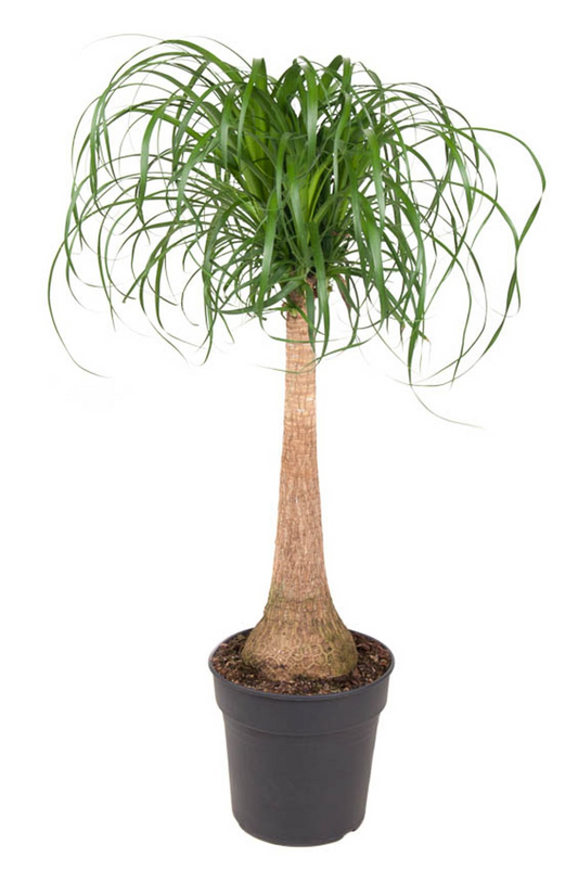 Beaucarnea Recurvata (op stam) – Olifantspootplant