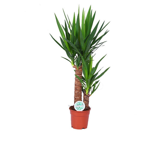 Yucca