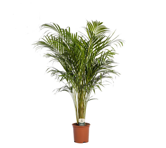 Dypsis lutescens (Areca)