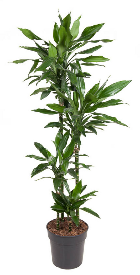 Dracaena Janet Lind