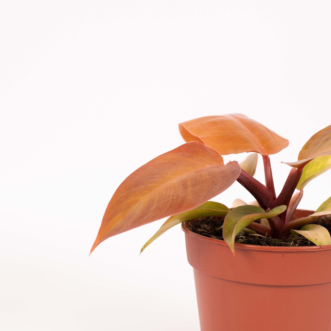 MM-MOS11 - 4