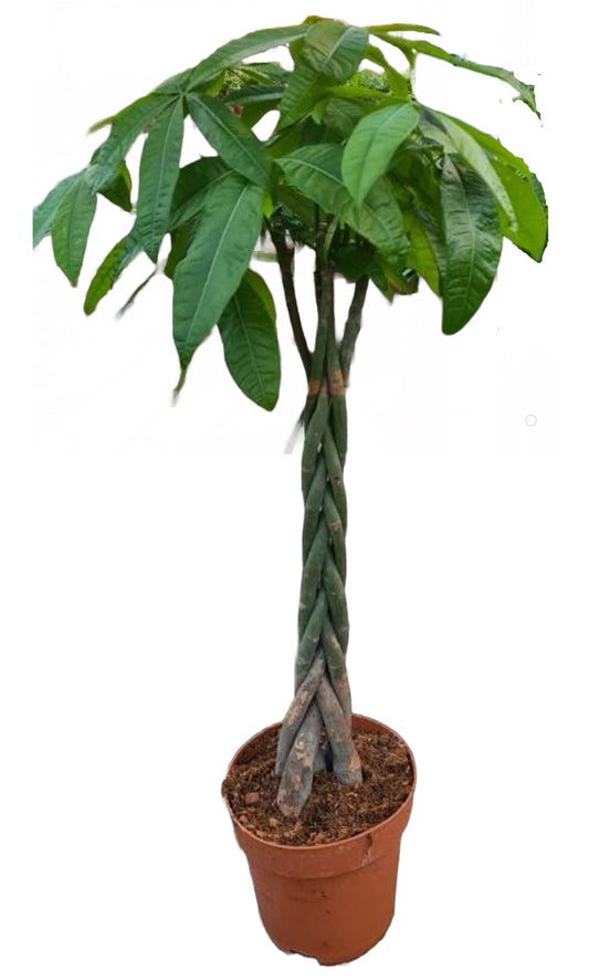 Pachira aquatica (gevlochten stam)