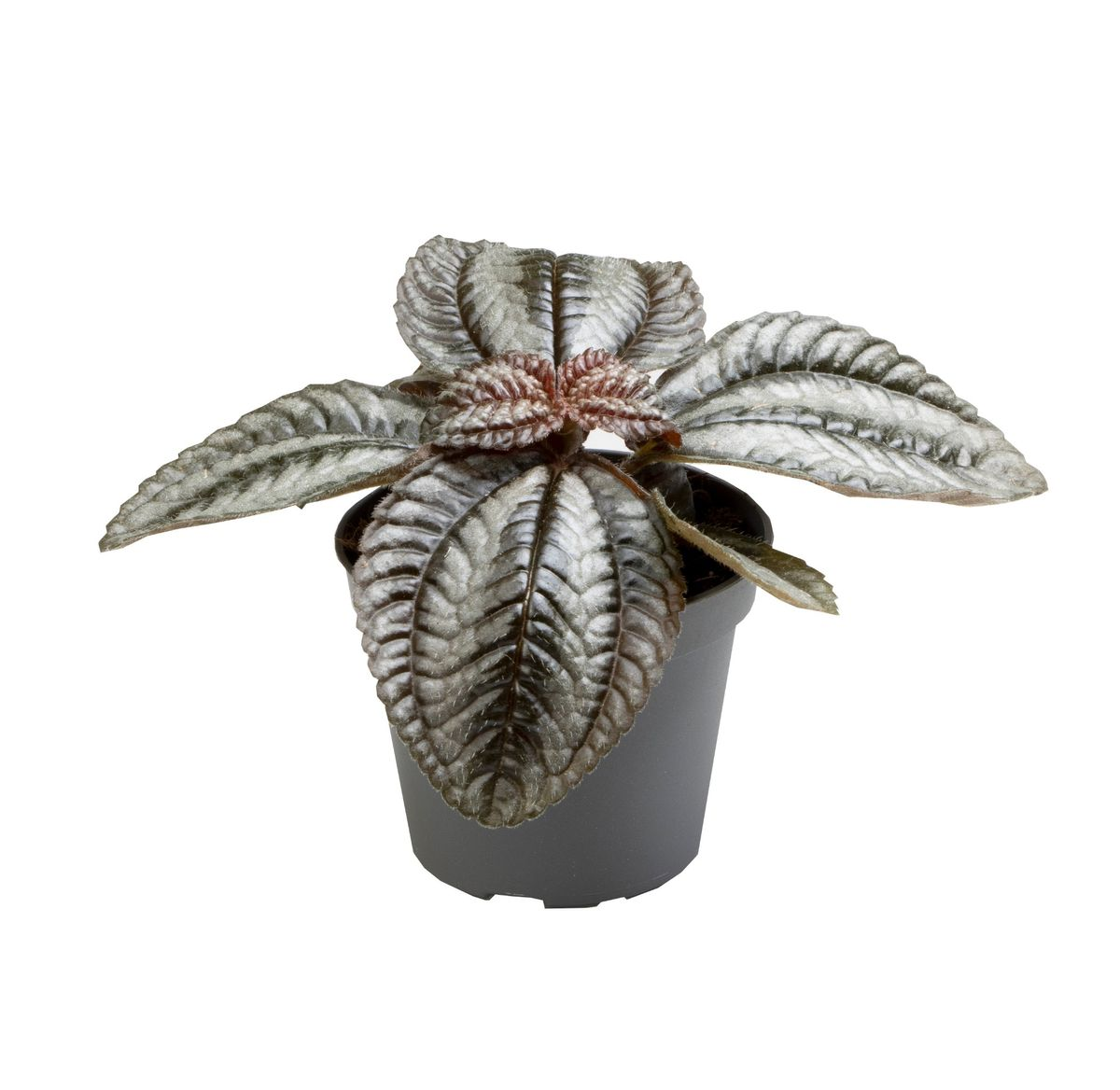 Pilea Norfolk