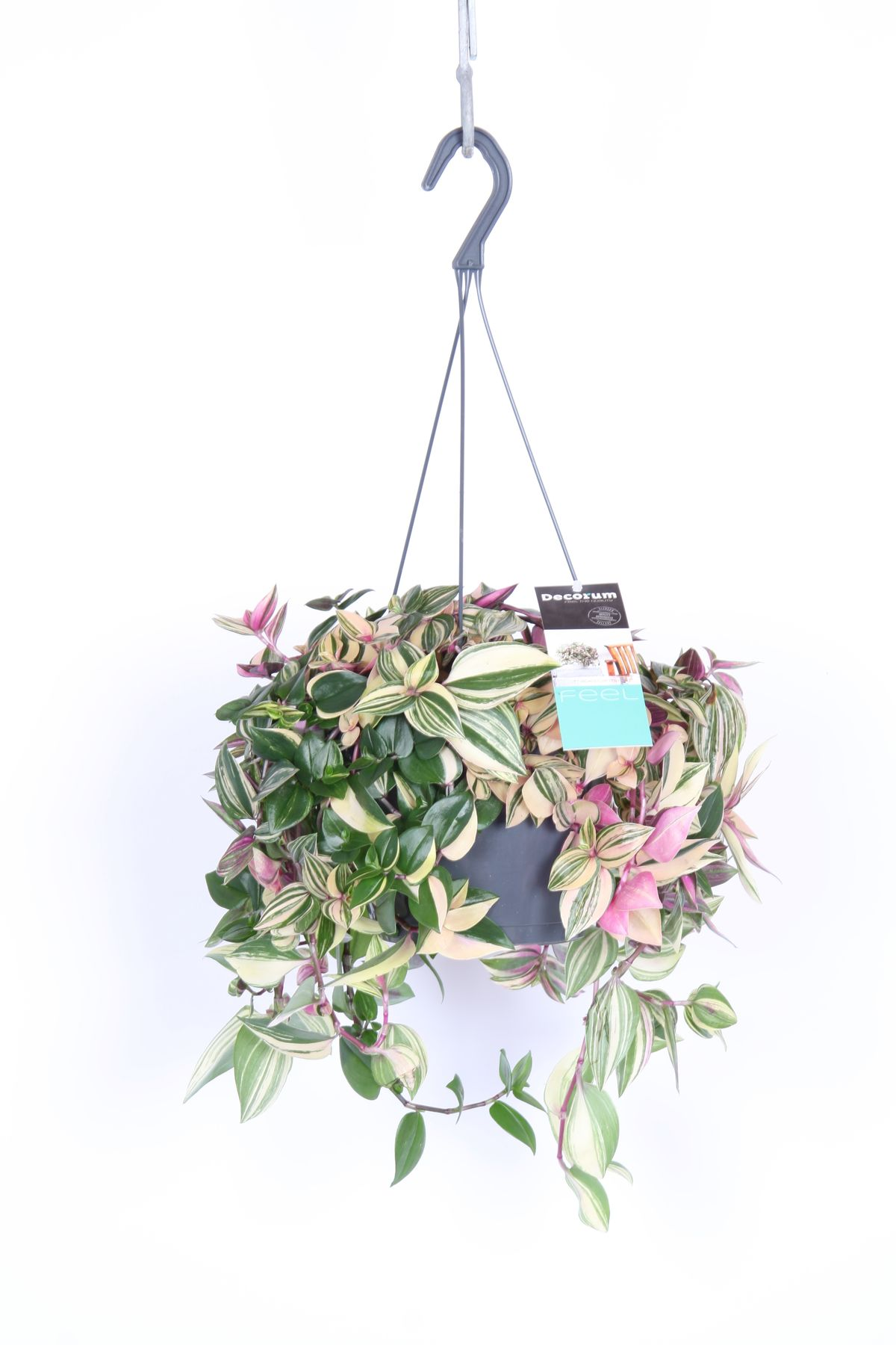 Tradescantia Fluminensis Quadricolor