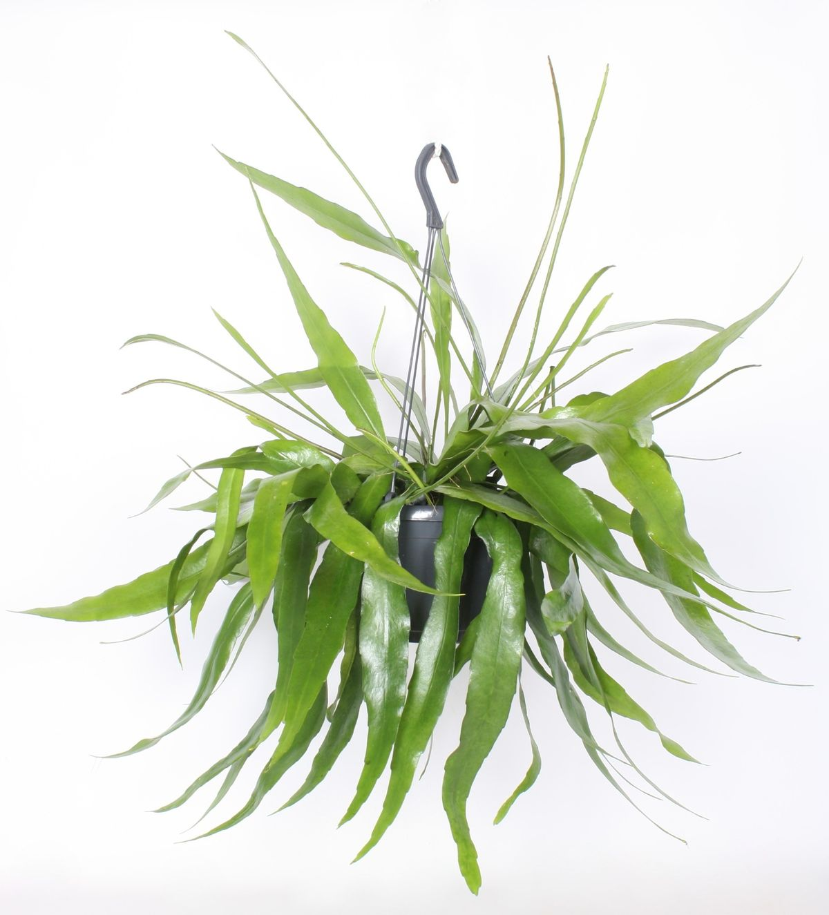 Epiphyllum pumilum