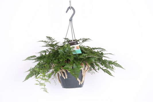 Humata Tyermannii