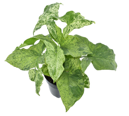 Syngonium Mottled