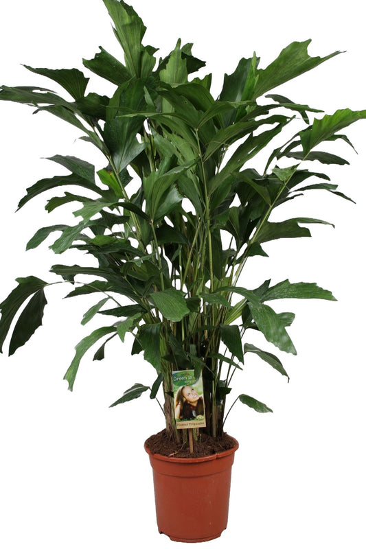 Caryota mitis