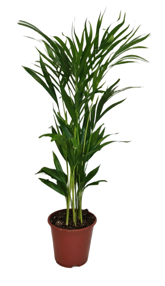 Dypsis lutescens