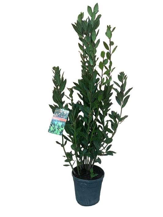Laurus nobilis