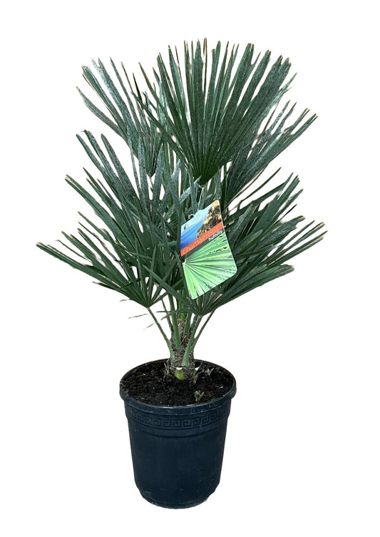 Chamaerops humilis