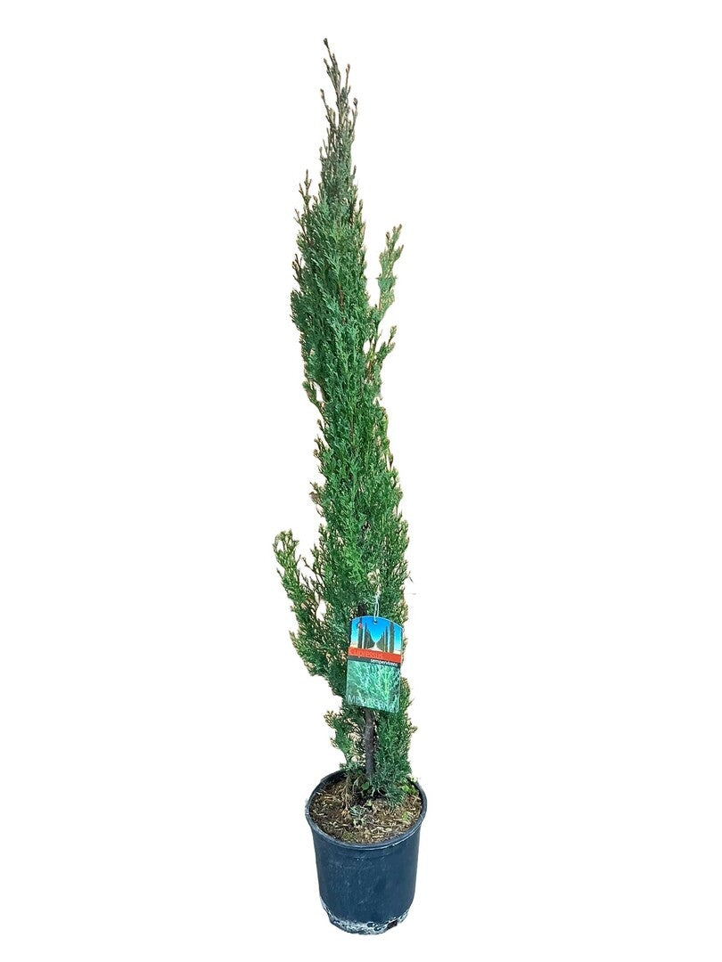 MM-LUIT031 - 0