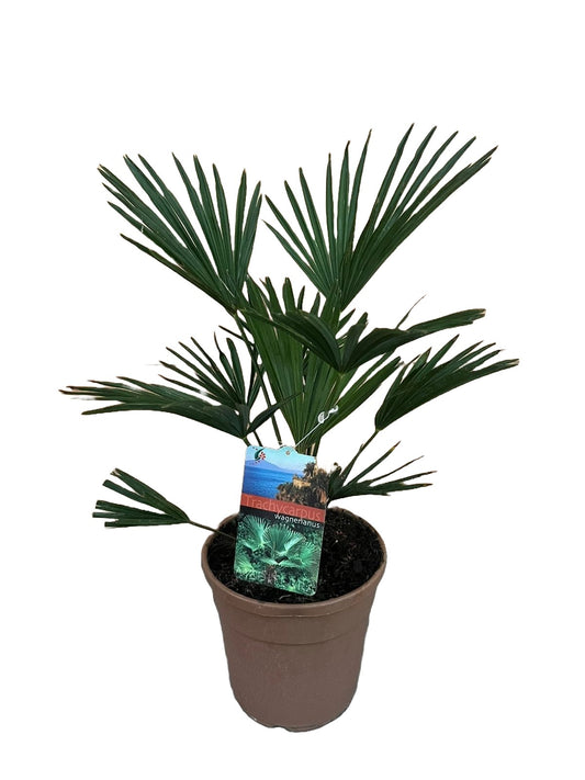 Trachycarpus wagnerianus