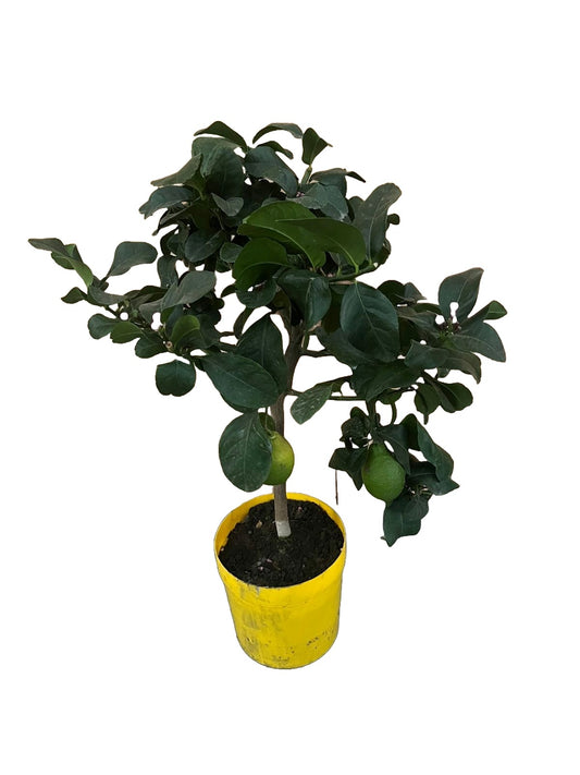 Citrus lemon