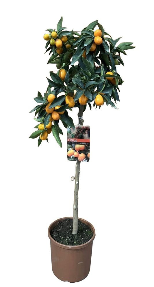 Citrus Kumquat