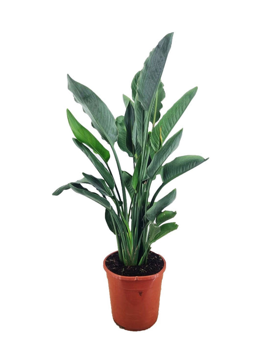 Strelitzia Reginae