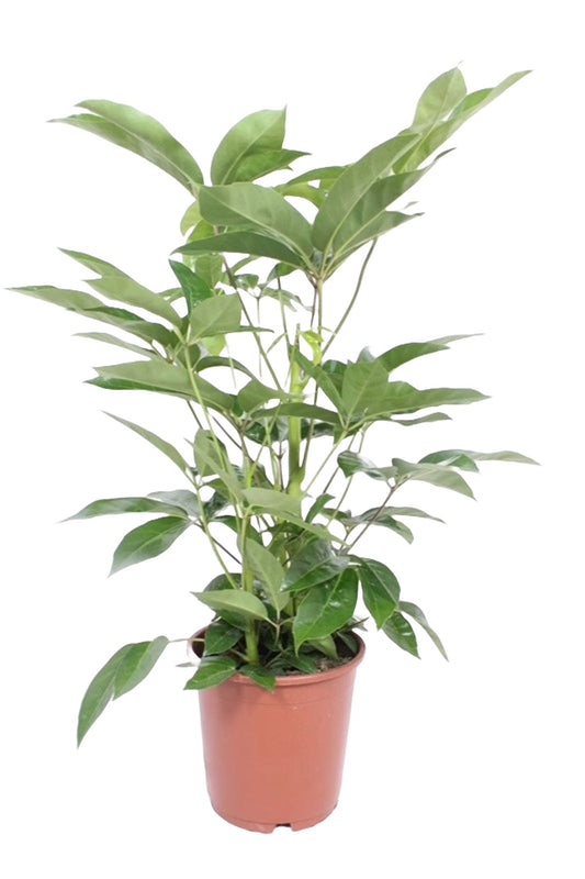 Schefflera actinophylla 'Amate'