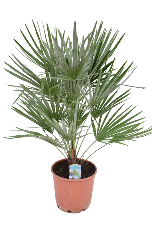 Chamaerops humilis