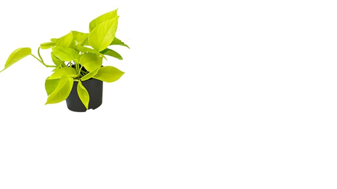 MM-SEN-0010 - 0