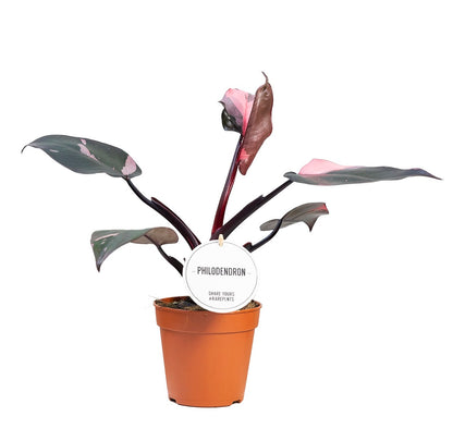 MM-MEC-0086 - 1