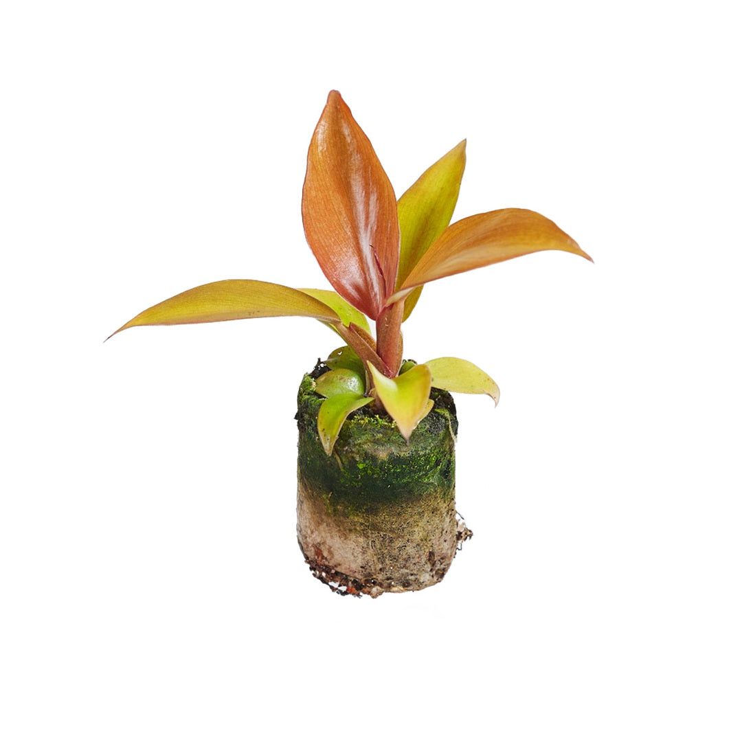 MM-MEC-0053 - 0