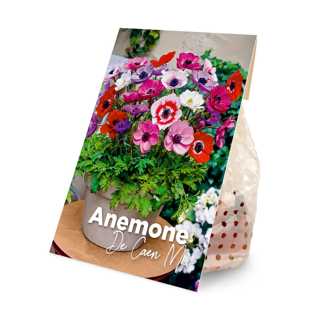 MM-MEC-0200 - 0