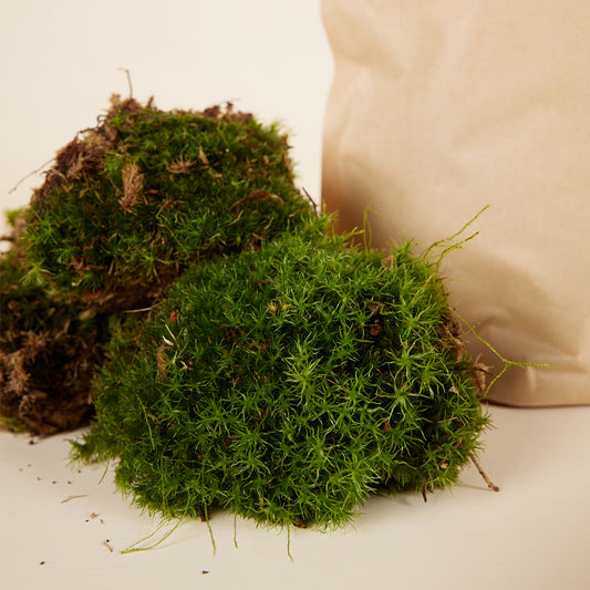 Living Cushion Moss | 3 pieces