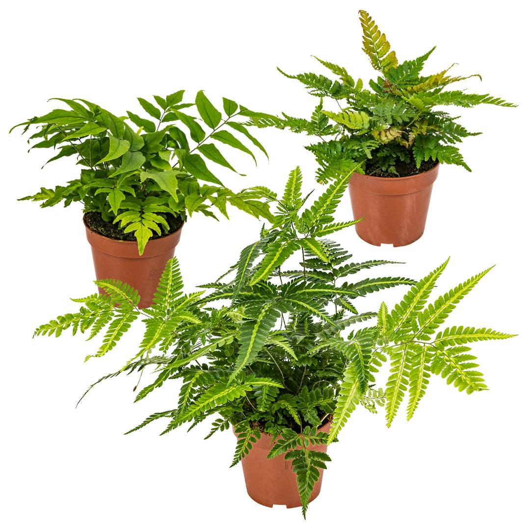 MM-MEC-0953 - 0