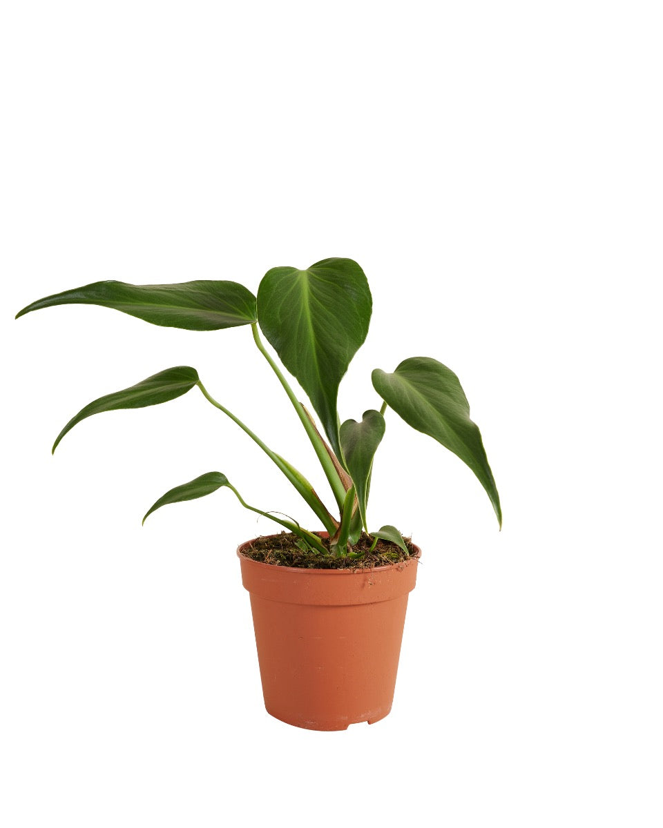 MM-MEC-0525 - 0