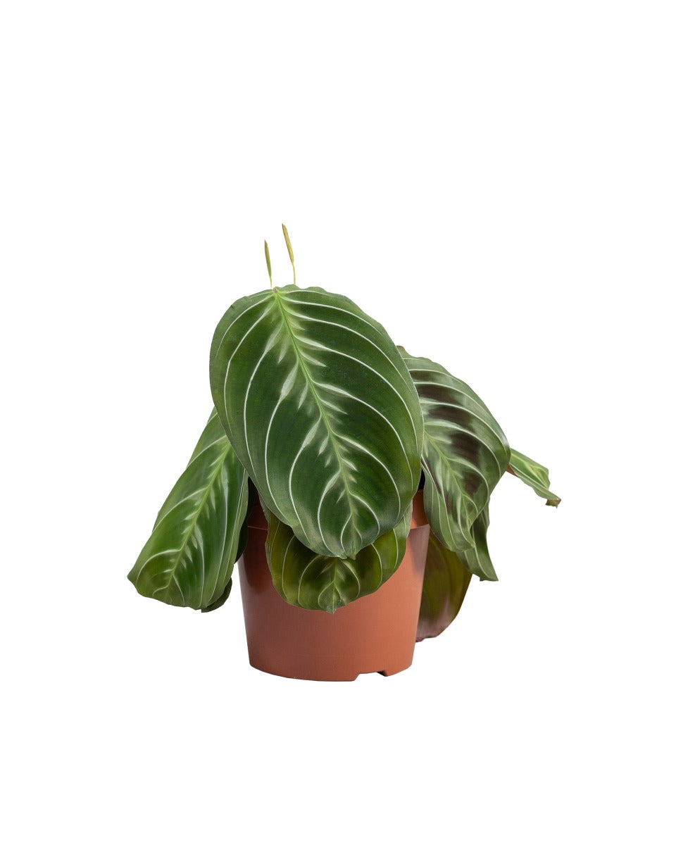 MM-MEC-1308 - 0