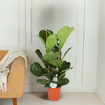 Ficus Lyrata | 110 cm | Ø 24