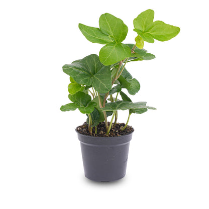 Mini plant set 6 - Includes pot set Madrid