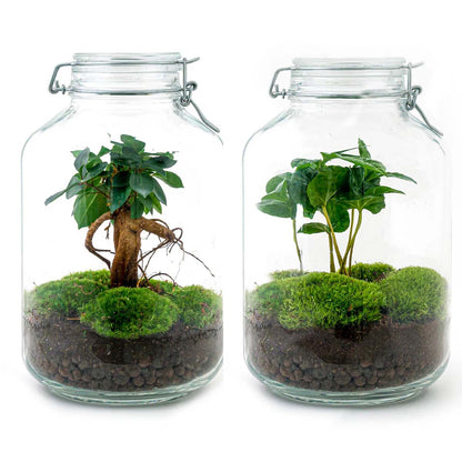 DIY Jar Terrarium Kit by Florazo NL with glass jar, soil, and plants for creating a miniature indoor garden.