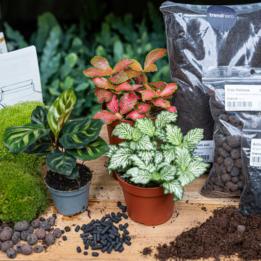 Plant terrarium package Makoyana - 3 terrarium plants - Refill & Starter Package - DIY Terrarium kit
