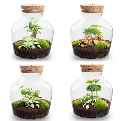 Florazo NL DIY terrarium kit with glass vessel and LED lighting, showcasing a miniature indoor plant terrarium setup.